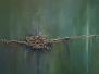 Abstract 
