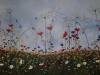 "Field  of Eden"