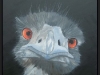 Struisvogel zonder biefstuk