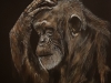 "Monkey Business"