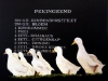 "Pekingeend"
