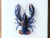 "Small Blue Lobster"